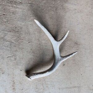Deer Antler Sheds Texas Farmhouse Decor Point Nature Rustic Display Collection